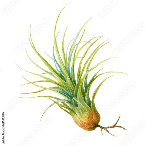 Air Plant in watercolor style, vector illustration, isolated on white background.