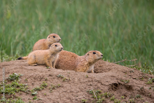 Vászonkép Black-tailed Prairie Dog taken in North Dakota