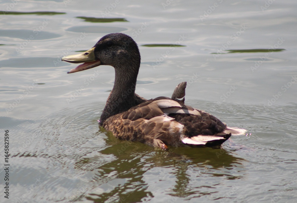 female wild duck on water female wild duck on water
