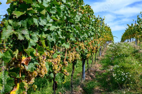 Weinreben weiss