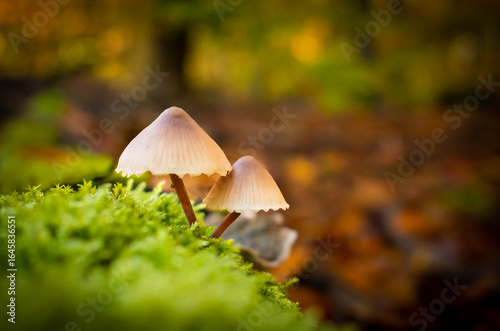 Herbst