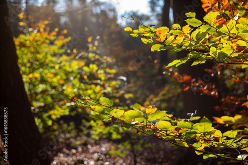 Herbst