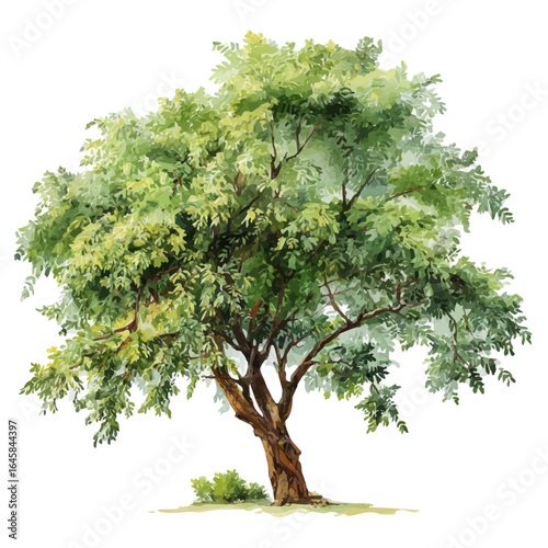 Watercolor vector illustration of Black Locust Tree, isolated on white background.