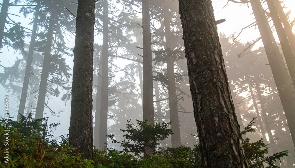 Obraz premium Sunlit Forest with Atmospheric Fog and Tree Trunks