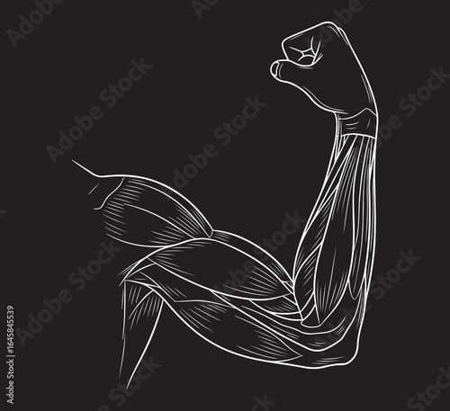  Vector illustration of a muscular arm with a clenched fist showing the forearm muscles