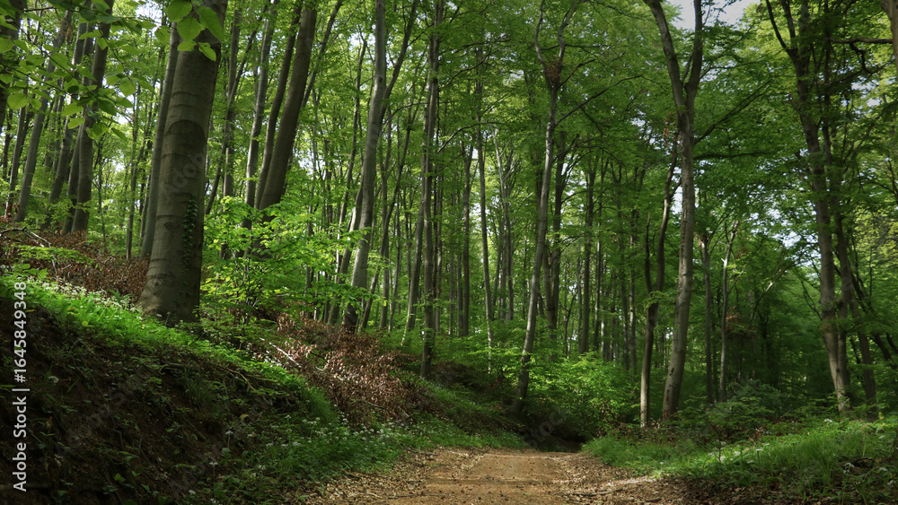 Obraz premium Beautiful forest path 8K