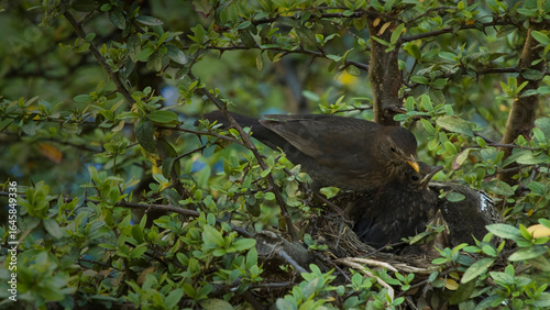 Blackbird nest 4K