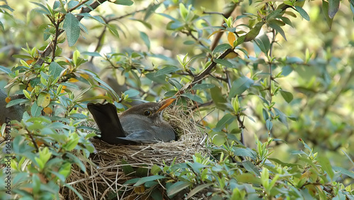Blackbird sitting on the nest 4K
