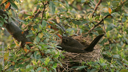 Blackbird breeding 4K