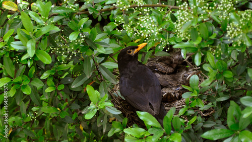 Blackbird watching from the nest 4K