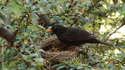 Blackbird with its chicks in the nest 4K