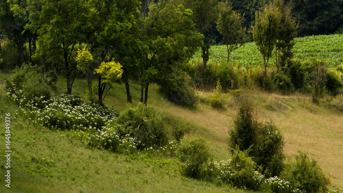 Flowery pasture 4K