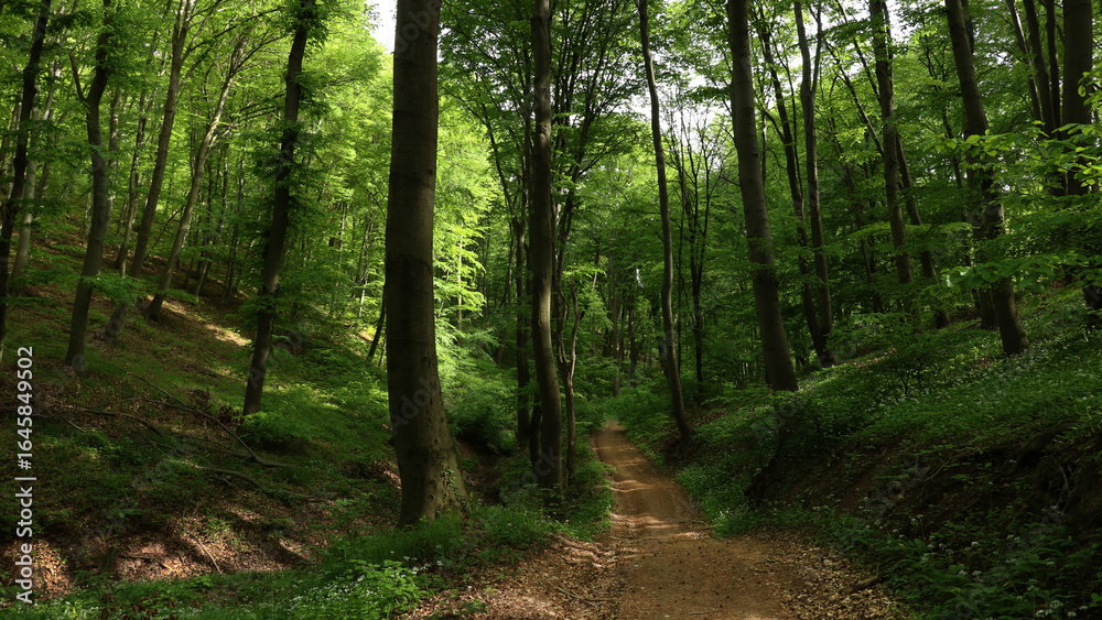 Obraz premium Beautiful forest path 8K