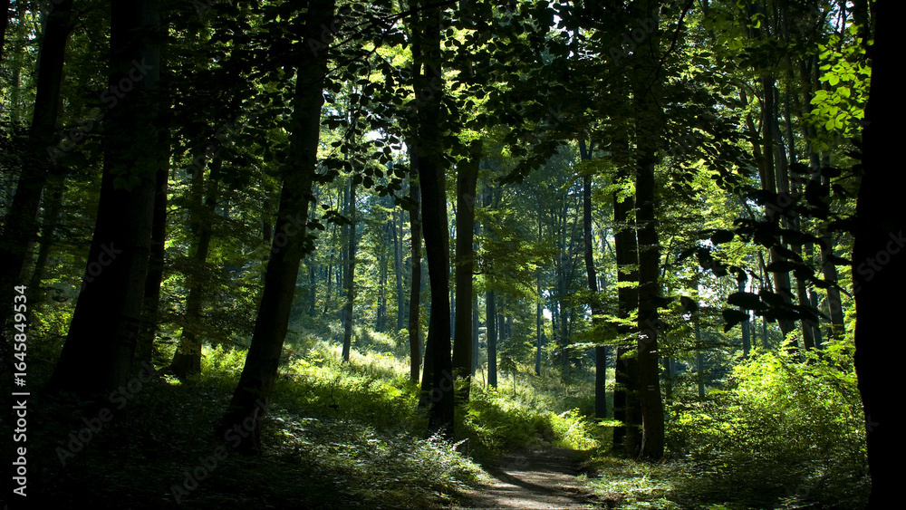 Obraz premium The multi-colored green of summer 4K