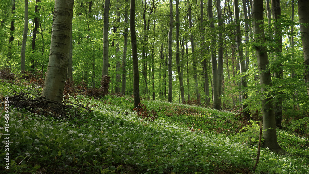 Fototapeta premium Wildflower spring forest 8K