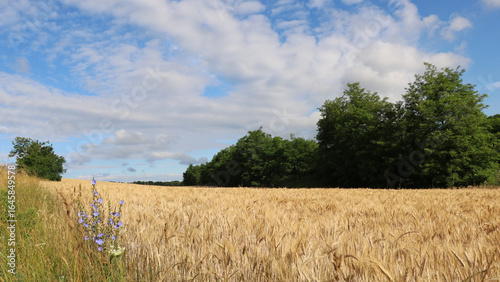 Wheat field with wildflowers 8K
