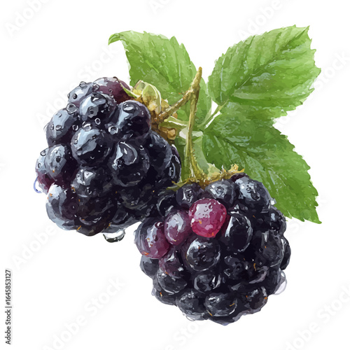 Watercolor vector illustration of Blackberry, isolated on white background.
