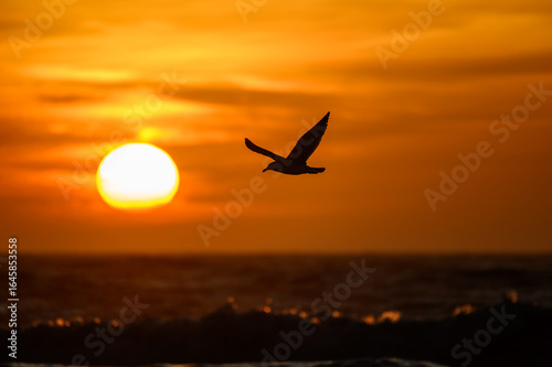 Möwe im Sonnenuntergang