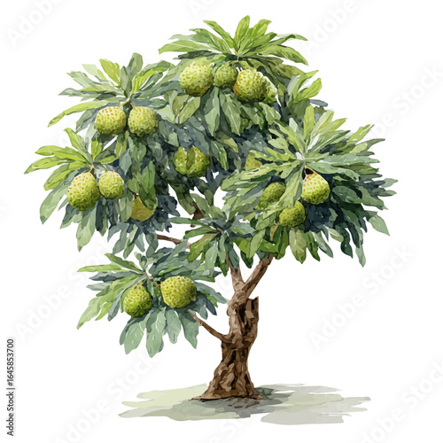 Watercolor vector illustration of Breadfruit Tree, isolated on white background.