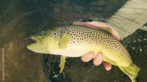 Displaying Brown Trout Fish In Net