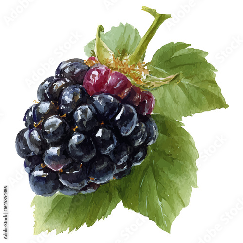 Blackberry, watercolor painting, vector illustration, isolated on a white background.