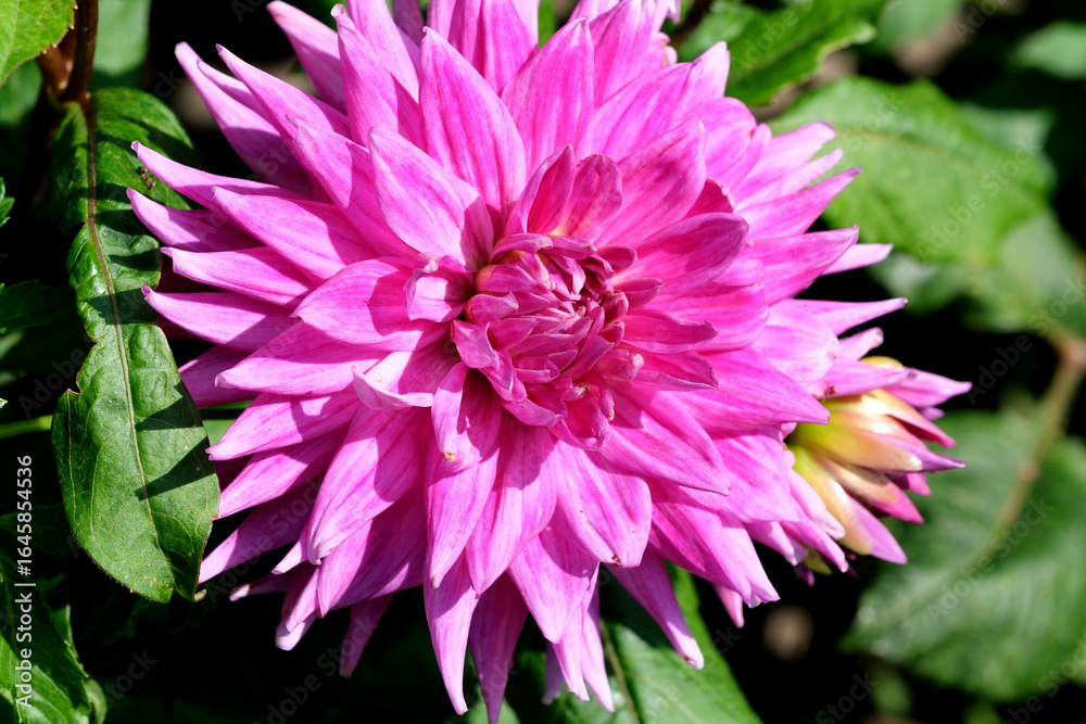 Fototapeta premium Vibrant pink dahlia blooming in a sunny garden setting this summer