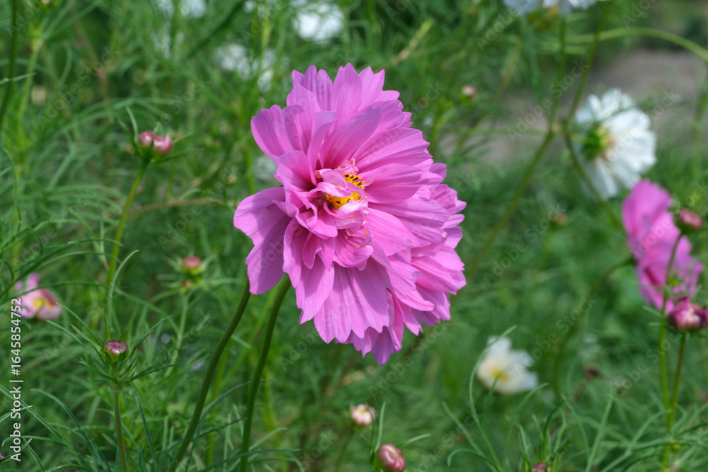 Obraz premium Blooming pink flower shines brightly in a lush garden setting