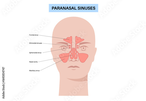 Paranasal sinus poster
