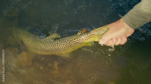 Man holding fish and releasing 