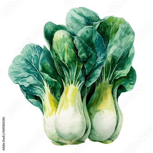A watercolor painting of Bok Choy, vector illustration on white background.