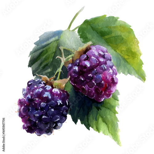 Blackberry in watercolor style, vector illustration, isolated on white background.