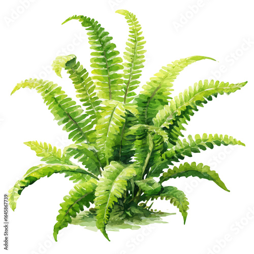 Boston Fern, watercolor painting, vector illustration, isolated on a white background.