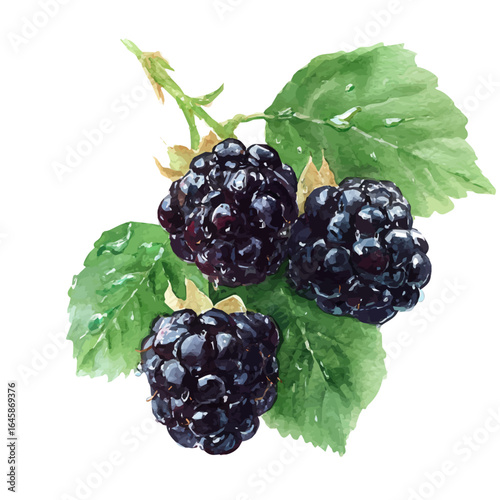 Blackberry, watercolor painting, vector illustration, isolated on a white background.