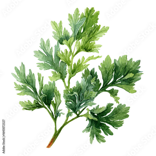 Watercolor vector illustration of Wormwood, isolated on white background.