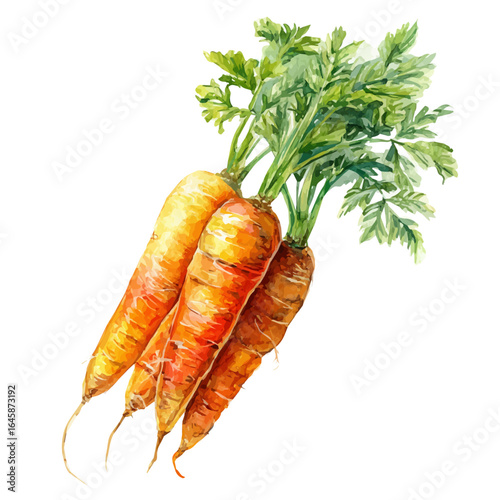 Carrot, watercolor painting, vector illustration, isolated on a white background.