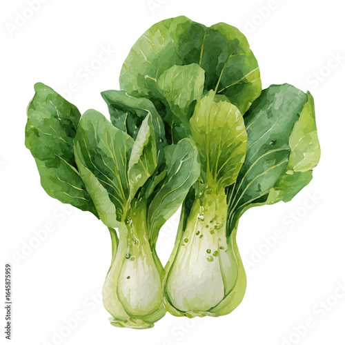 A watercolor painting of Bok Choy, vector illustration on white background.