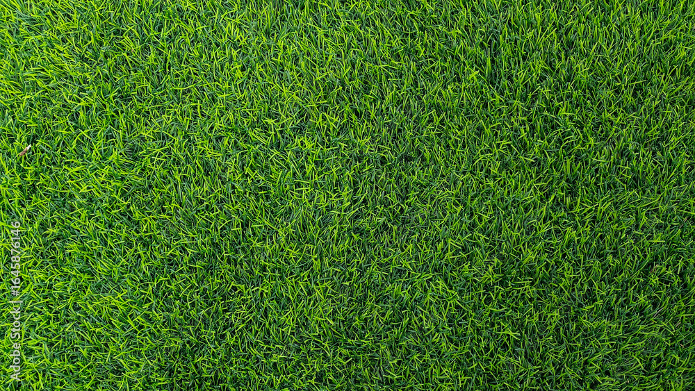 Fototapeta premium Green grass background, top view background of garden bright grass concept used for making green backdrop.