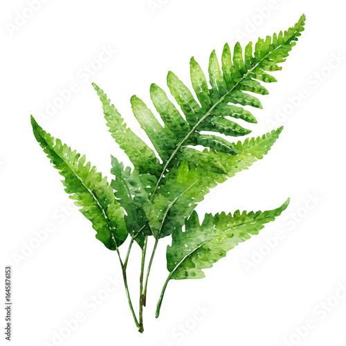 Boston Sword Fern in watercolor style, vector illustration, isolated on white background.