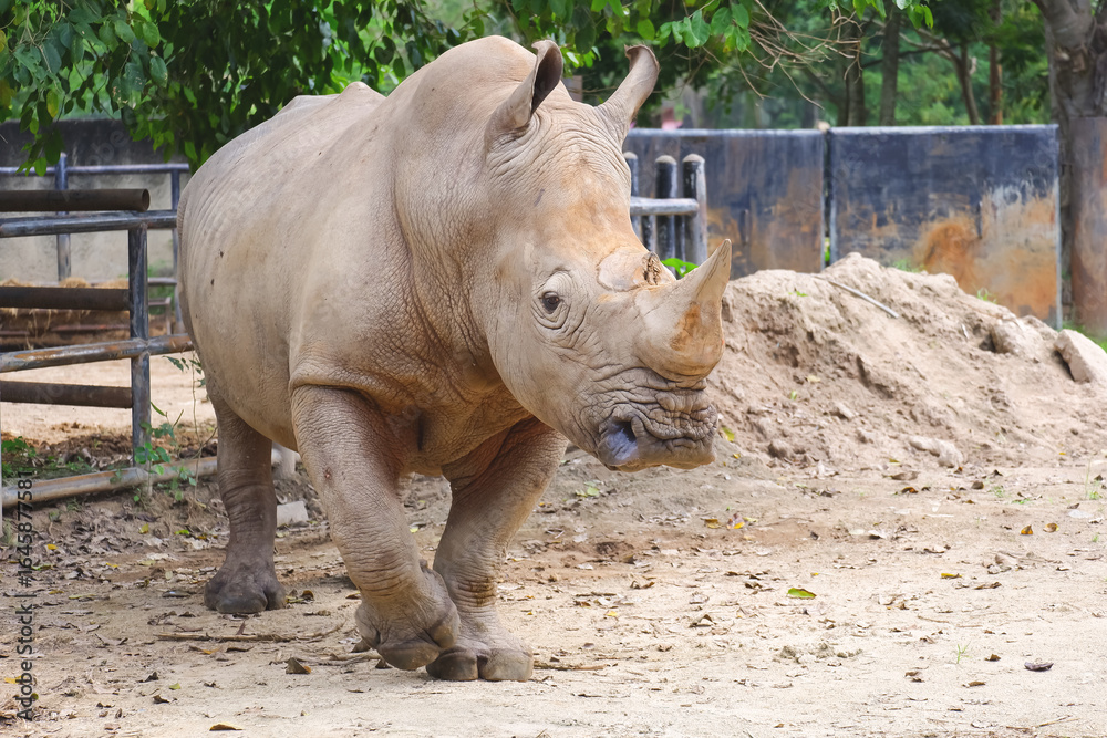 Fototapeta premium A big male white rhinoceros is walking in a zoo, animal wildlife portrait photography