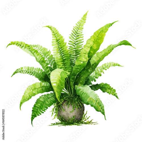 Boston Fern in watercolor style, vector illustration, isolated on white background.