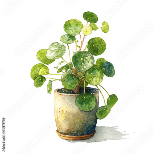 Chinese Money Plant, watercolor painting, vector illustration, isolated on a white background.