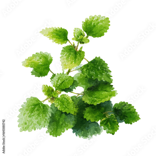Catnip, watercolor painting, vector illustration, isolated on a white background.