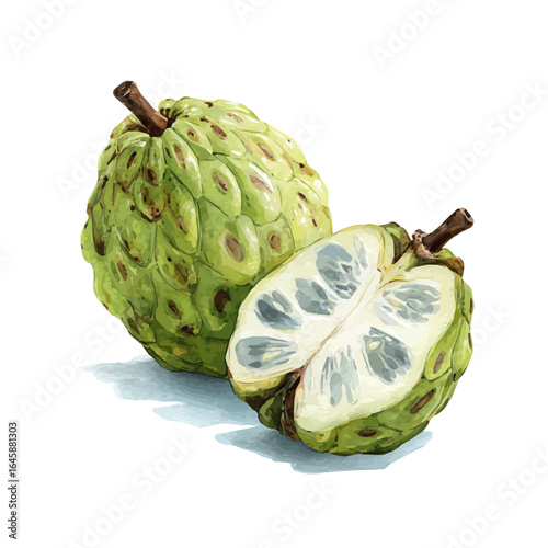 A watercolor painting of Cherimoya, vector illustration on white background.
