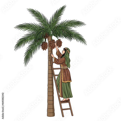 Illustrated woman in traditional green and brown robes on a ladder harvesting dates from a palm tree.