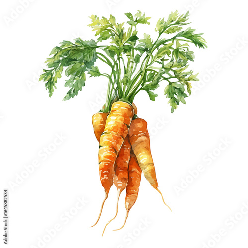 Watercolor vector illustration of Carrot, isolated on white background.