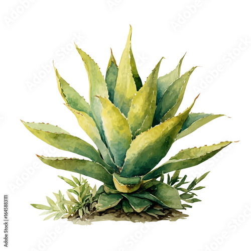 Watercolor vector illustration of Century Plant, isolated on white background.
