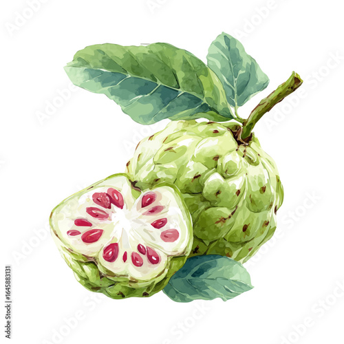 Watercolor vector illustration of Cherimoya, isolated on white background.