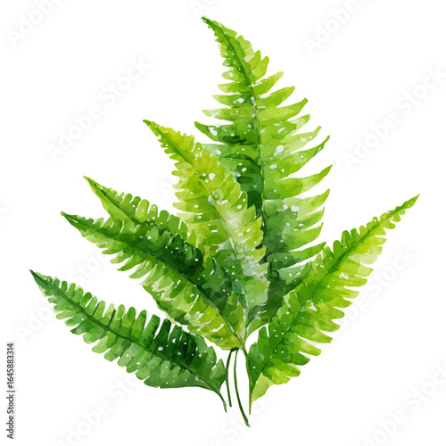 Watercolor vector illustration of Boston Sword Fern, isolated on white background.