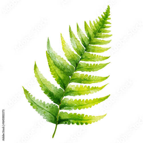 A watercolor painting of Boston Fern, vector illustration on white background.