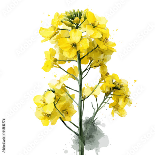 Canola in watercolor style, vector illustration, isolated on white background.